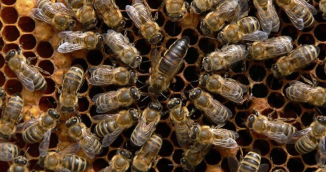 【蜜蜂知識】東北黑蜂有哪些優(yōu)點(diǎn)？