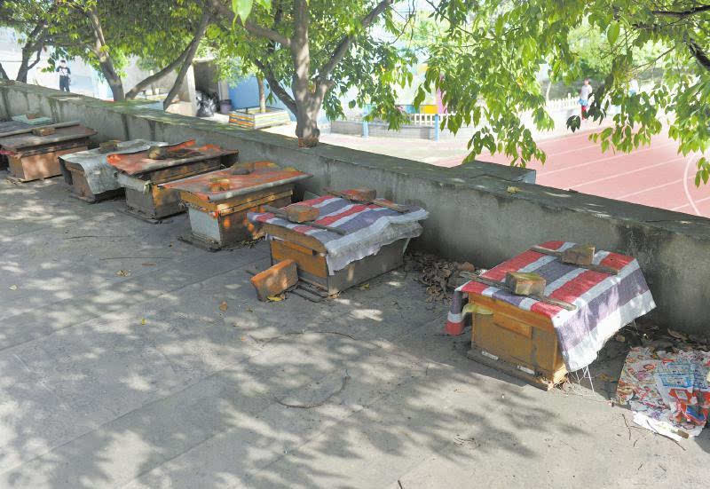 一個山區中蜂場最多養多少箱中蜂（想要養殖1000箱蜜蜂，需要注意哪些問題）