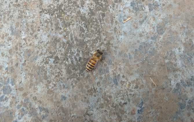 土蜂和洋蜂有什么區(qū)別（土蜂和洋蜂的對(duì)比）