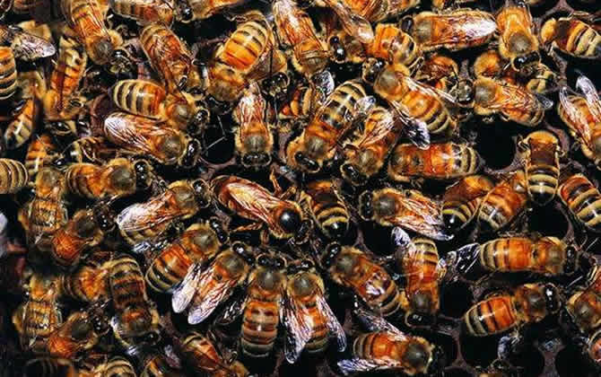 蜂群中工蜂圍王蜂王多久會(huì)死？