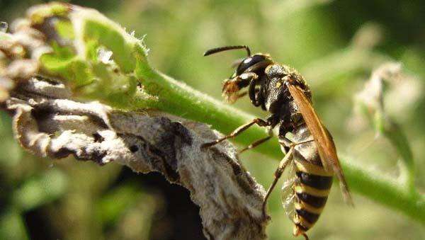 春季蜜蜂群快速?gòu)?fù)壯的方法