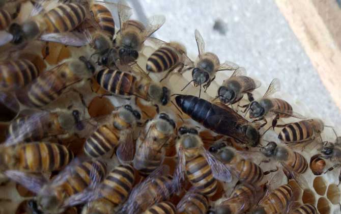 阿壩中蜂雜交產(chǎn)子王多少錢(qián)一個(gè)（中蜂蜂王多少錢(qián)一只）