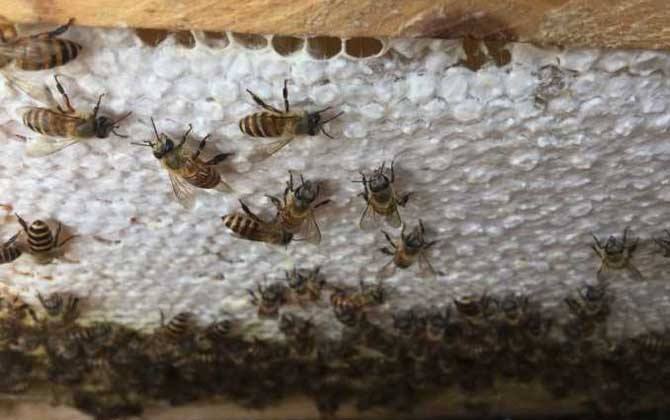 中蜂雙王群的優(yōu)缺點