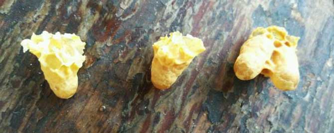 人造王臺(tái)幾天介王合適（失王幾天最合適介王臺(tái)）