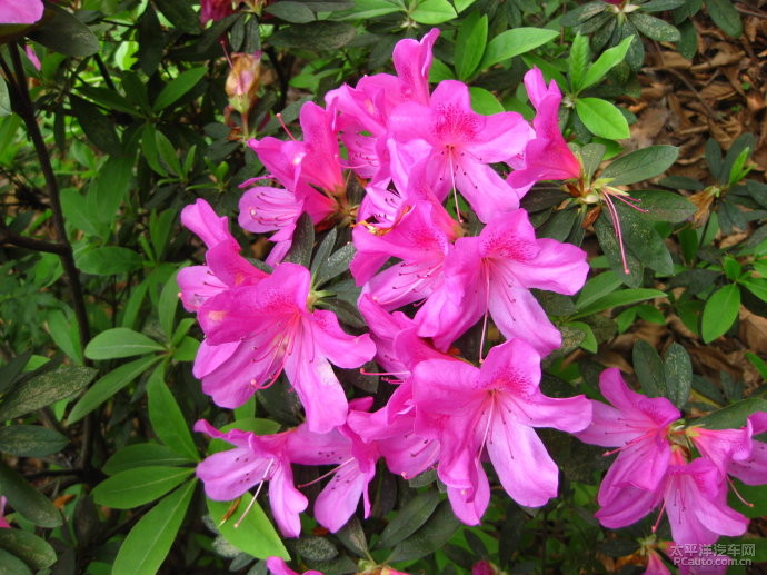 映山紅什么時候開花（映山紅的開花時間）