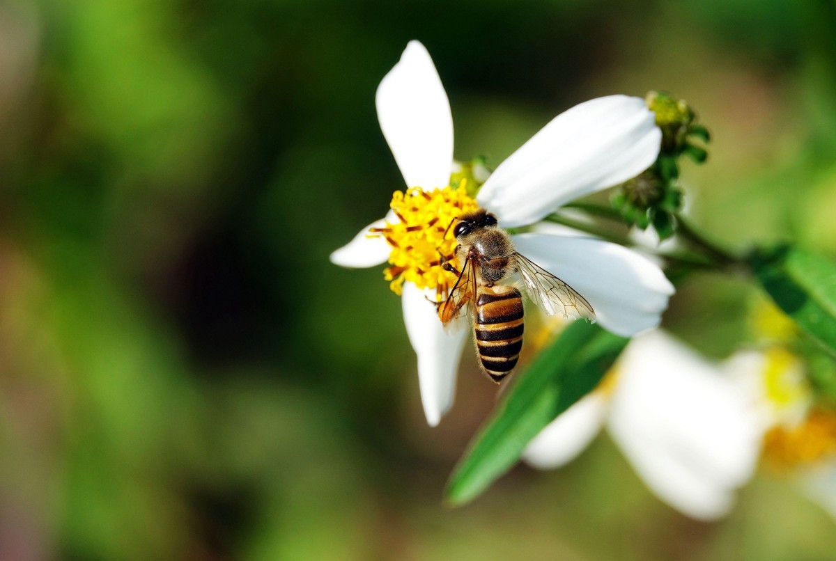 蜜蜂什么時(shí)候可以開(kāi)始養(yǎng)（什么時(shí)候養(yǎng)蜜蜂最合適）