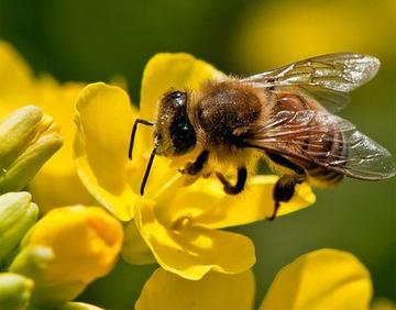 每天蜜蜂巢門(mén)口見(jiàn)死蜂是怎么回事（蜜蜂死在巢門(mén)口是什么原因）