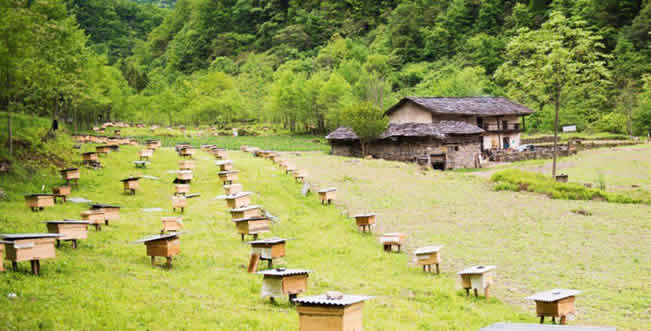 養蜂場怎么飼喂蜜蜂？