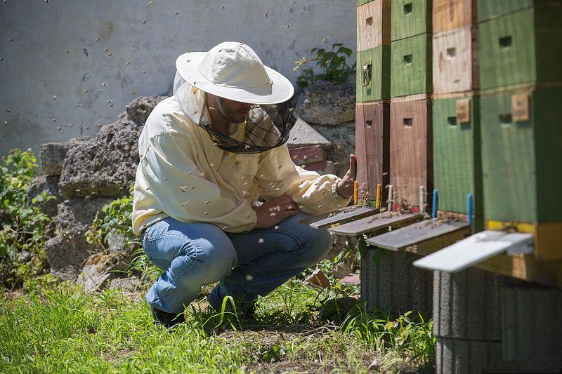 購(gòu)買(mǎi)蜂群如何挑選（網(wǎng)上買(mǎi)的蜂群可以嗎）