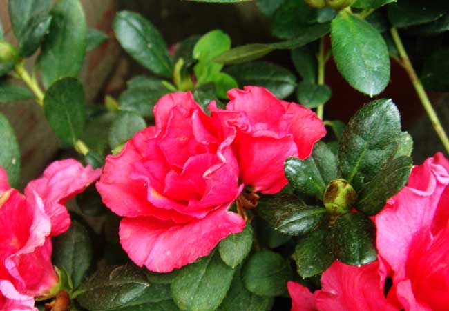 杜鵑花什么時(shí)候開(kāi)花（杜鵑花一年開(kāi)幾次花）