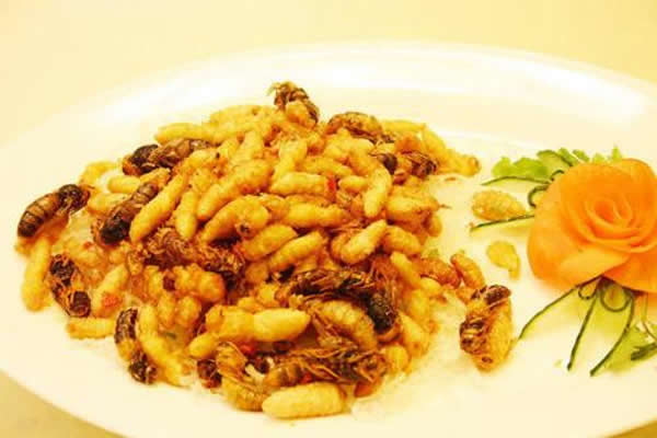 【蜜蜂知識(shí)】蜂蛹和蠶蛹的區(qū)別