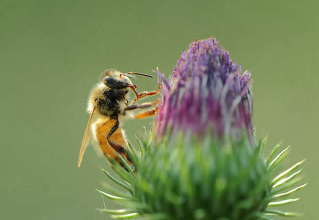 【蜜蜂知識(shí)】意大利蜂和中華蜜蜂能一起養(yǎng)嗎?