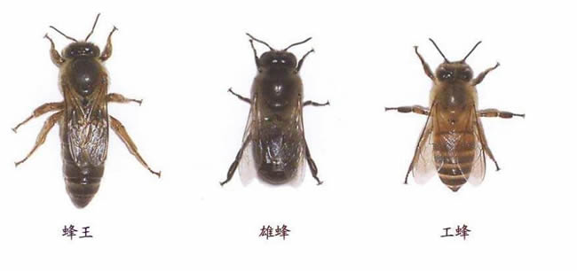 【蜜蜂知識(shí)】在蜂群中如何辨別蜂后？