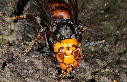 中國(guó)大虎頭蜂泡酒的功效（虎頭蜂酒對(duì)人體的好處）