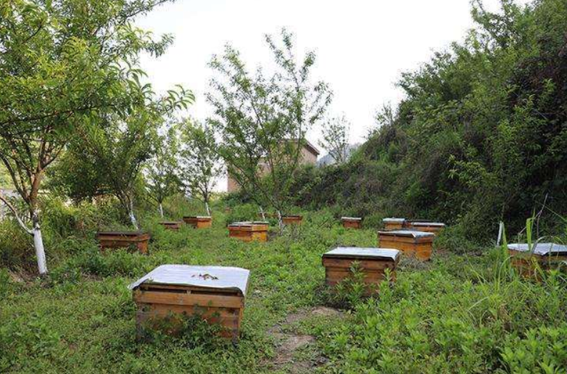 定地養蜂蜂場種哪些蜜源植物（種植蜜源植物定地養蜂模式介紹）