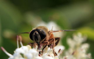松丹一號春季發(fā)展快嗎（松丹一號蜂王春繁如何）