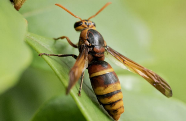 打死一只馬蜂會報復嗎（打死馬蜂會被其他馬蜂報復嗎）