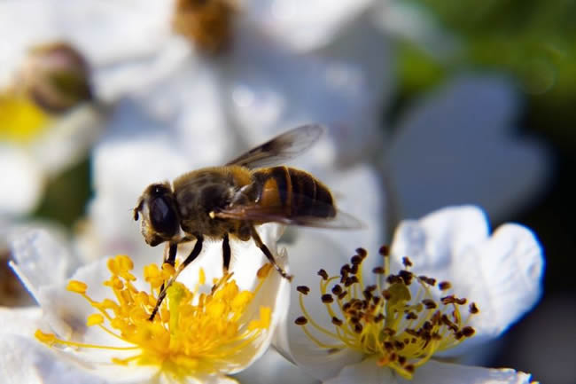 養殖蜜蜂100箱能有多少利潤？