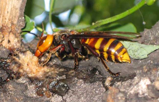 人工飼養胡蜂怎樣越冬（胡蜂如何越冬）