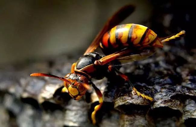 馬蜂怕什么（馬蜂的自然天敵和驅趕方法）