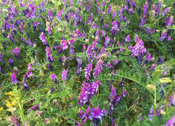 苕子是什么植物（苕子花要達(dá)到什么溫度流蜜）