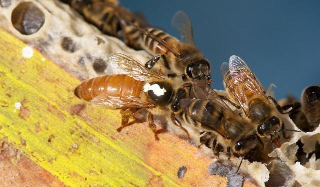 蜂王一年可產多少卵（蜂王一年產卵幾次）