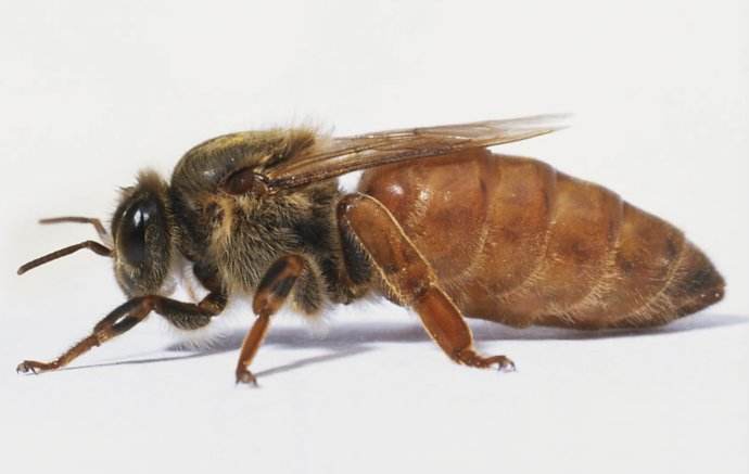 【蜜蜂養(yǎng)殖】蜂群沒(méi)有蜂王如何養(yǎng)好蜜蜂