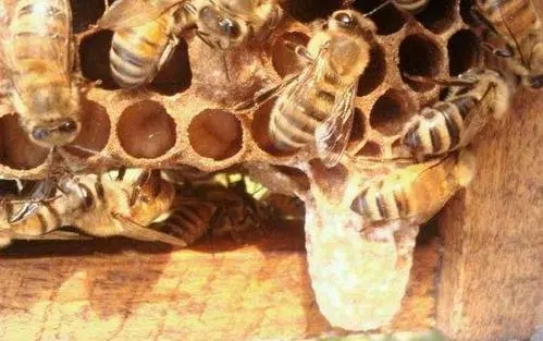 工蜂產(chǎn)卵會一直產(chǎn)嗎（工蜂產(chǎn)的卵是什么蜂）