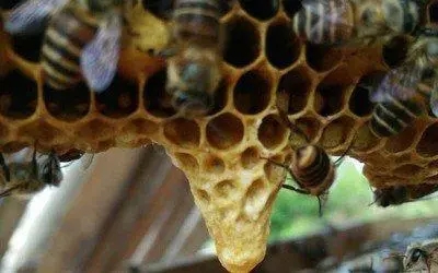 工蜂產(chǎn)卵后還能急造王臺嗎（工蜂產(chǎn)卵也會有王臺嗎）