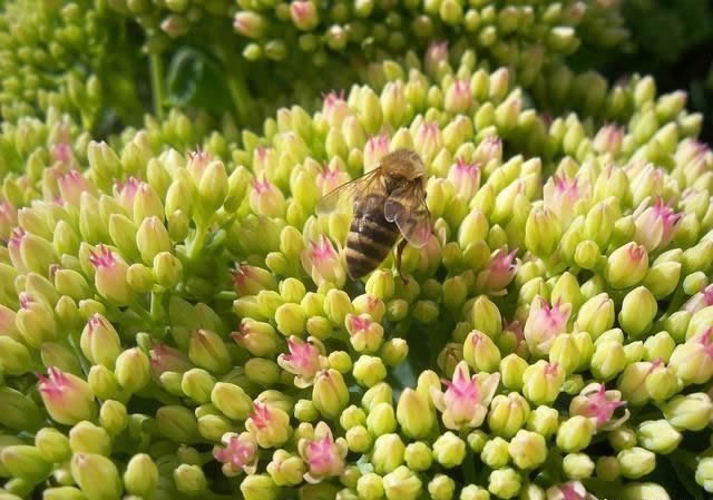 花期最長(zhǎng)的蜜源植物有哪些？(帶你看什么花分泌花蜜多)