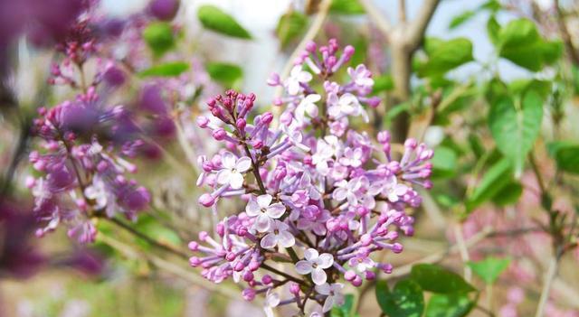 寧夏蜜源植物分布（寧夏主要蜜源植物簡(jiǎn)介）