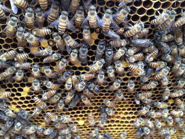 養(yǎng)蜂人怎么調(diào)節(jié)蜂脾關(guān)系？