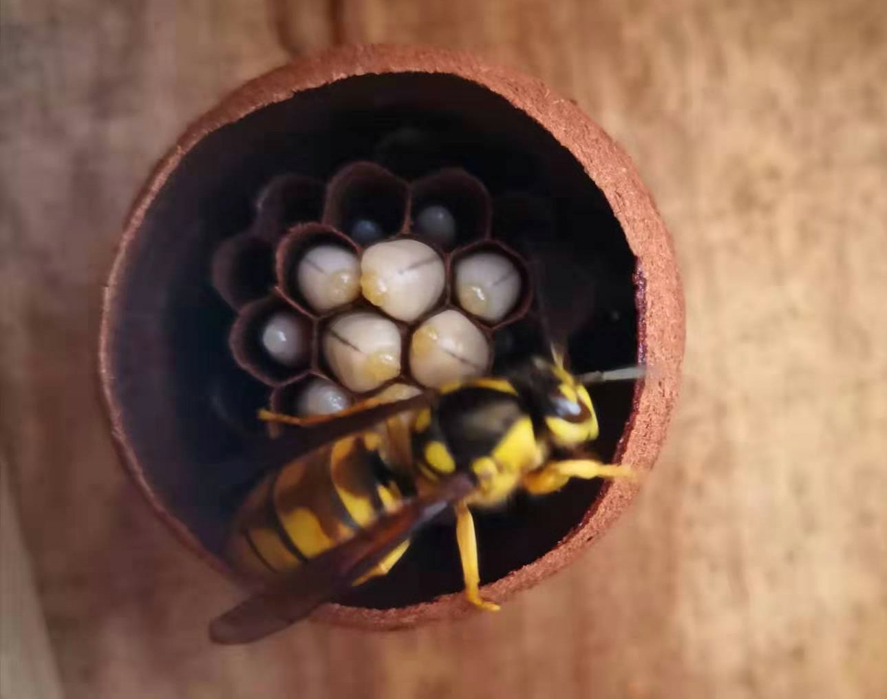 馬蜂人工飼養技術（馬蜂的養殖方法）