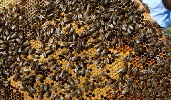 【蜜蜂知識】東北黑蜂的盜性強嗎？