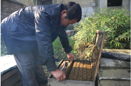 蜂群檢查注意事項(xiàng)（怎么看的出來(lái)蜜蜂該分群了）