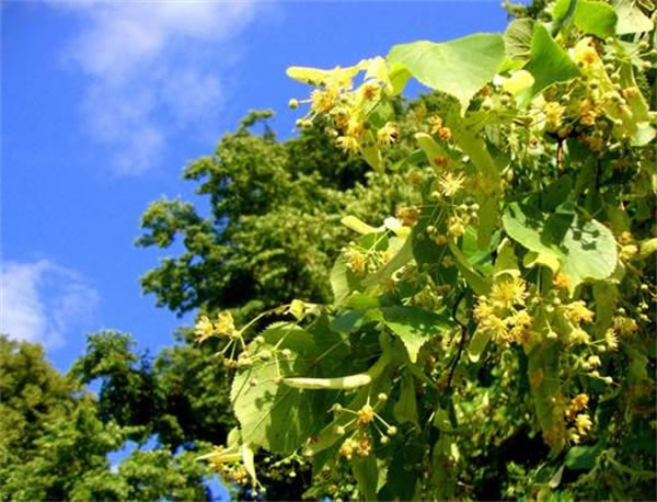 正宗椴樹蜜多少錢一斤是真的？(椴樹蜜有什么好處)