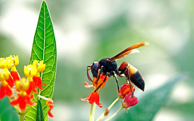 被馬蜂蟄了怎么消腫？