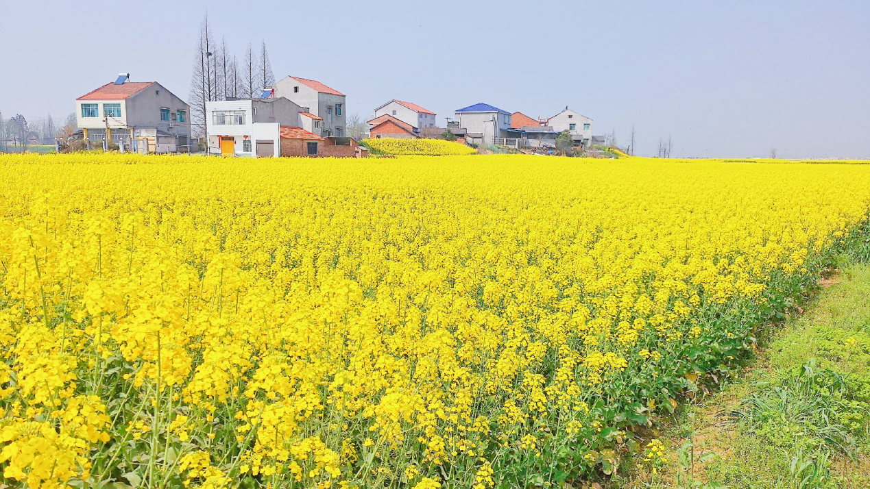 蜜蜂養(yǎng)殖過程中的粉源植物有哪些（這些常見的春繁粉源）