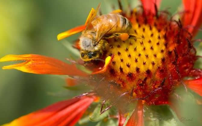 如何制止工蜂產(chǎn)卵？