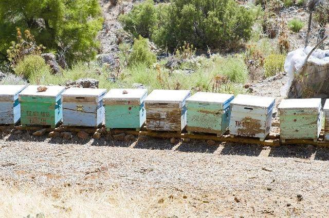 北方冬季如何喂養(yǎng)蜜蜂（北方養(yǎng)蜂越冬飼喂經(jīng)驗(yàn)分享）