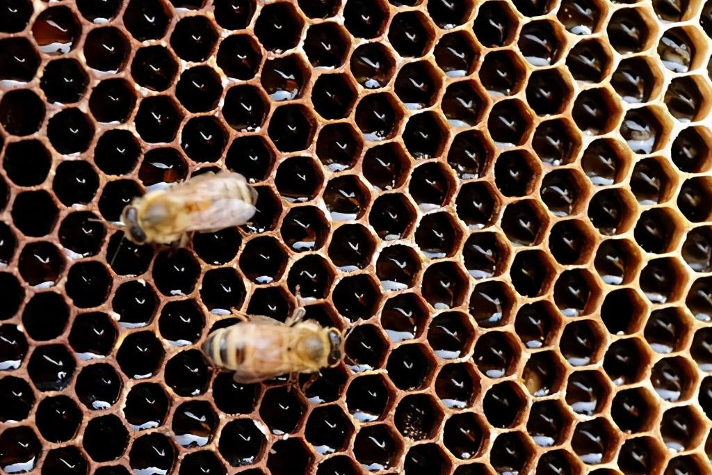 巢蟲(chóng)什么季節(jié)會(huì)有（什么季節(jié)蟲(chóng)子多）