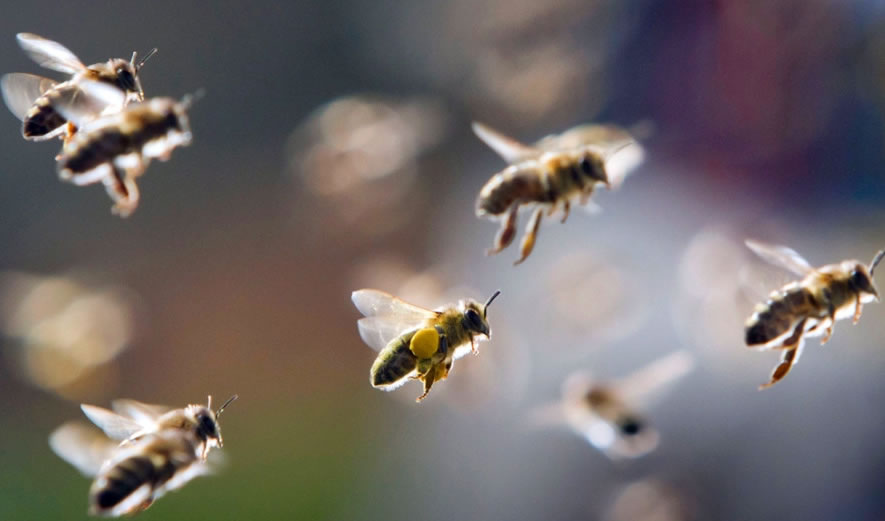 【蜜蜂知識(shí)】什么是蜜蜂巢蟲?