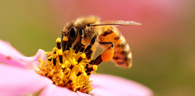 工蜂拖幼蟲是什么原因？