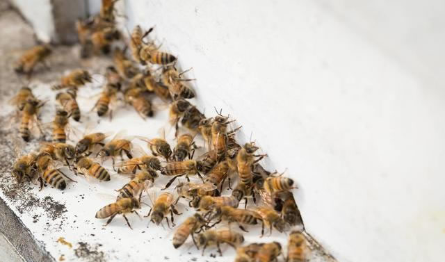 人工分蜂最佳時(shí)間是幾點(diǎn)？上午還是下午？
