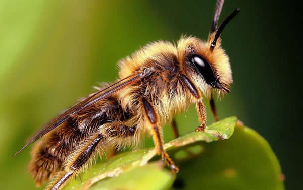 【蜜蜂知識(shí)】夏季蜂王停產(chǎn)的原因？