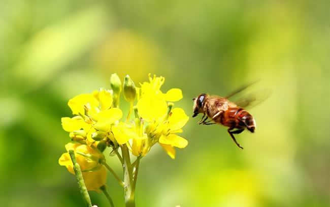 蜜蜂喜歡什么顏色(不同顏色衣服、花、蜂巢、氣味對(duì)蜜蜂的影響)
