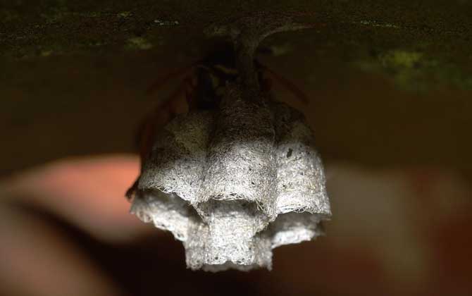 摘馬蜂窩的最佳時間（什么時候摘馬蜂窩最好）