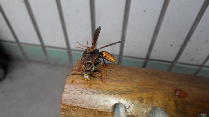 被一只馬蜂蟄了有事嗎？要不要緊？怎么辦(關(guān)鍵看是否過(guò)敏體質(zhì))