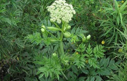 當(dāng)歸植物有蜜嗎(當(dāng)歸花開(kāi)花有蜜嗎)