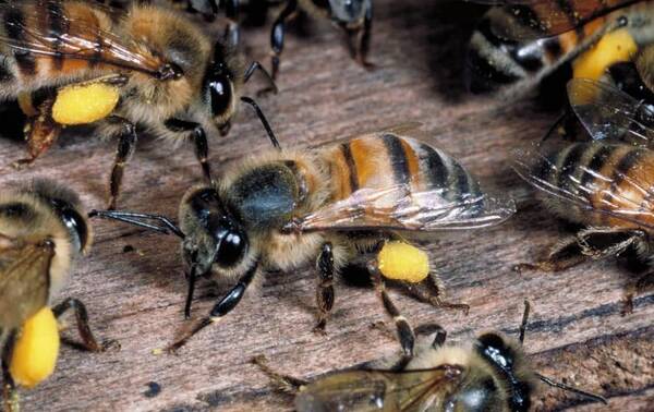 阿壩中蜂高溫下采集能力強(qiáng)嗎（阿壩中蜂耐高溫嗎）